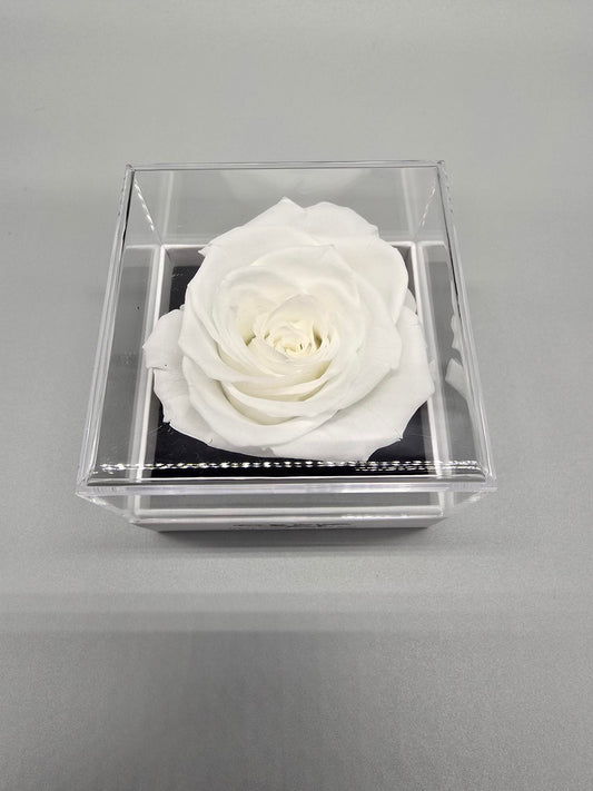 Preserved  White Forever Rose
